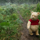 Winnie the Pooh in computer-generated “live action.” Who would have thought?